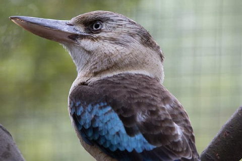Australian Wildlife Tour At Melbourne Zoo Ticket - Darwin Holiday 4