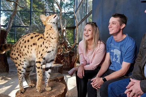African Cat Encounter At Werribee Open Range Zoo - Darwin Holiday 0