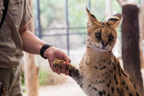African Cat Encounter At Werribee Open Range Zoo - Darwin Holiday 1