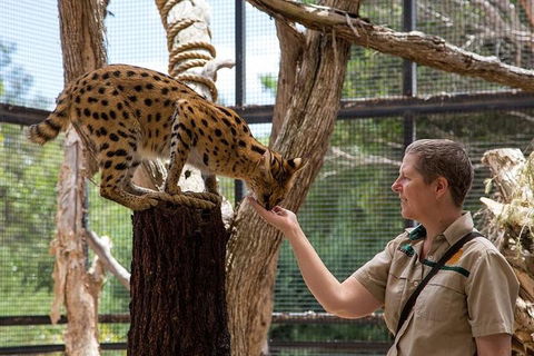 African Cat Encounter At Werribee Open Range Zoo - Darwin Holiday 2