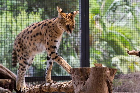 African Cat Encounter At Werribee Open Range Zoo - Darwin Holiday 3