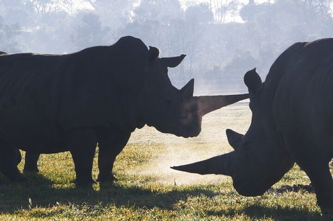 Early Morning Savannah Experience - Darwin Holiday 1