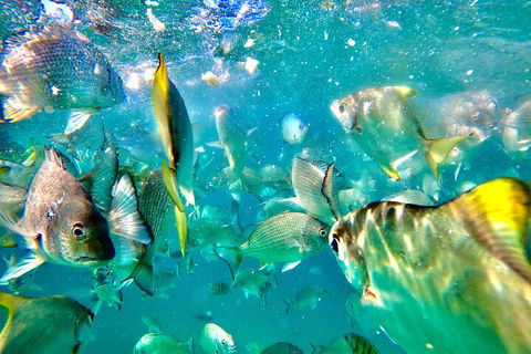 Moreton Island Day Trip (Kayak, Snorkel & Sandboard) Frm Brisbane Or Gold Coast - Darwin Holiday 1