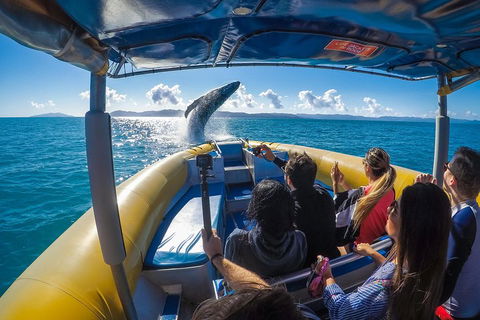 Ocean Rafting Tour To Whitehaven Beach, Hill Inlet Lookout & Top Snorkel Spots - Darwin Holiday 4