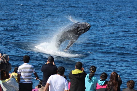 Tangalooma Island Resort Whale Watching Day Cruise - Darwin Holiday 0