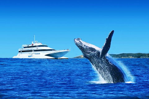 Tangalooma Island Resort Whale Watching Day Cruise With Dolphin Viewing - Darwin Holiday 2