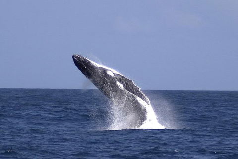 Tangalooma Island Resort Whale Watching Day Cruise With Dolphin Viewing - Darwin Holiday 4