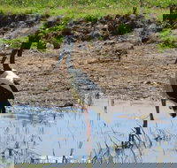 Darwin to Kakadu Day Trip by Air Including Yellow Water Cruise