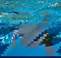 3 Day Whitsundays Sailing and Diving Adventure Kiana