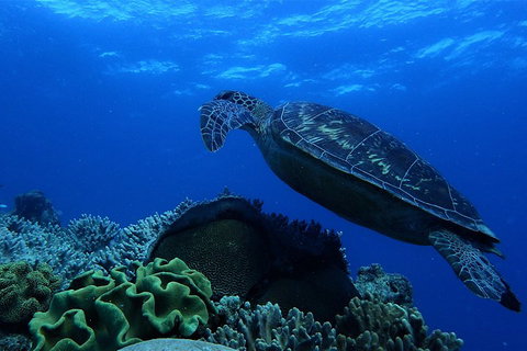 3 Day Whitsundays Sailing And Diving Adventure: Kiana - Darwin Holiday 2