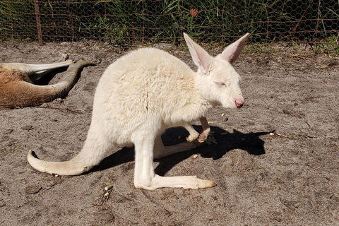 Very Best Of Perth Tour - Wildlife Park & City Highlights Tour - Darwin Holiday 3