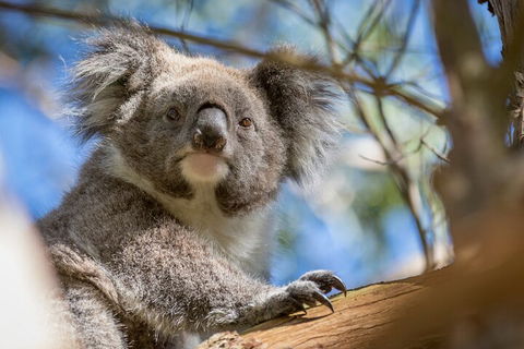 Phillip Island Penguin And Koala Highlights Day-Trip From Melbourne - Darwin Holiday 2