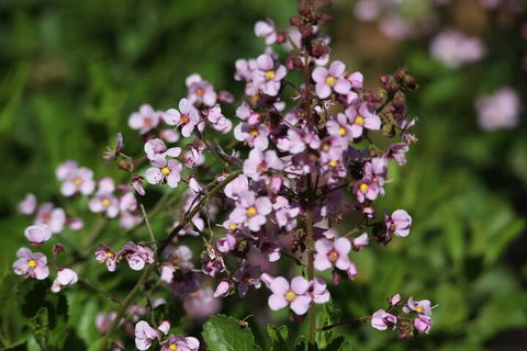 Pinnacles Sunset Dinner And Stargazing Experience A Small Group Tour - Darwin Holiday 2