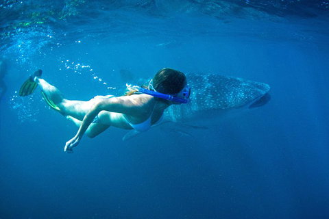 6-Day Coral Coaster From Perth To Exmouth One-Way Via Monkey Mia Ningaloo Reef - Darwin Holiday 3