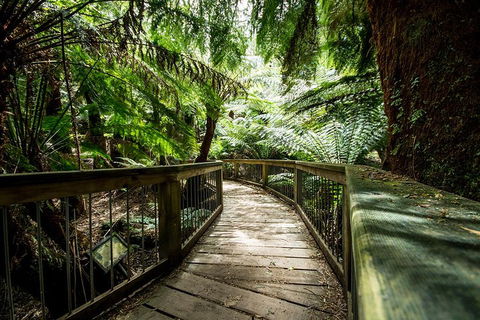 Small-Group Great Ocean Road Experience And Surf Coast Tour - Darwin Holiday 1