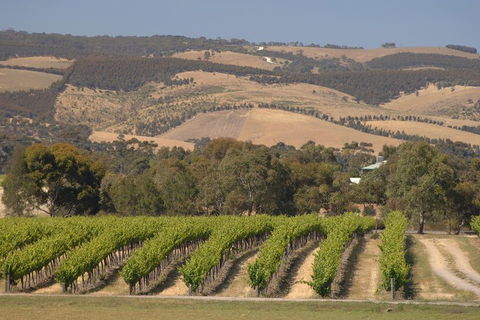 McLaren Vale And Glenelg Wine Tasting And Sightseeing (Half-day Afternoon) - Darwin Holiday 2