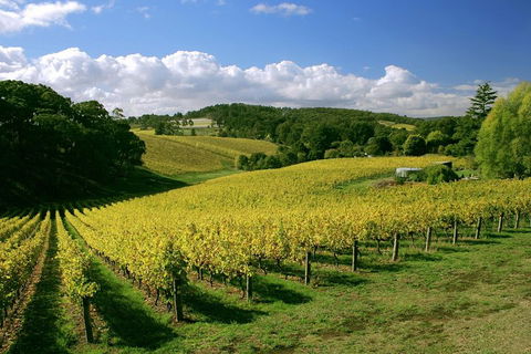 McLaren Vale And Glenelg Wine Tasting And Sightseeing (Half-day Afternoon) - Darwin Holiday 4