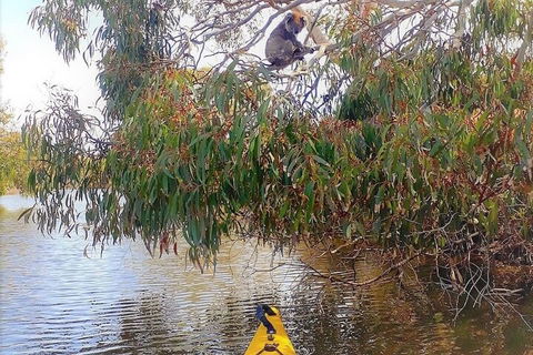 Kangaroo Island Self-Guided Kayaking On The Harriet River - Darwin Holiday 4