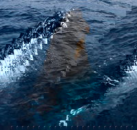 Phillip Island Whale Watching Tour - Darwin Holiday