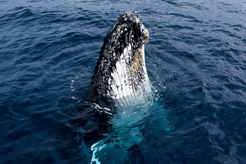 Phillip Island Whale Watching Tour - Darwin Holiday 0