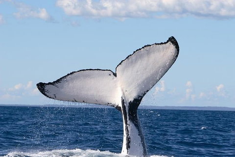 Phillip Island Whale Watching Tour - Darwin Holiday 3