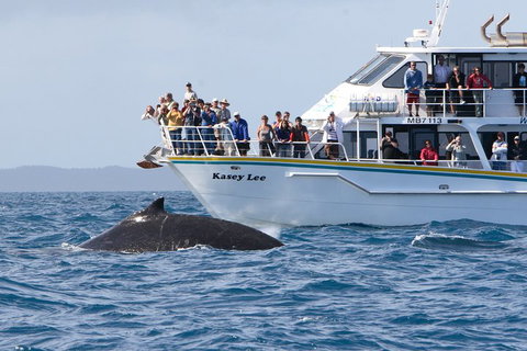 Phillip Island Whale Watching Tour - Darwin Holiday 4