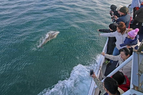 Phillip Island Whale Watching Tour - Darwin Holiday 5