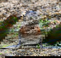 Phillip Island Seal-Watching Cruise - Darwin Holiday