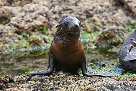 Phillip Island Seal-Watching Cruise - Darwin Holiday 0