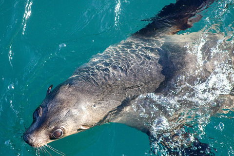 Phillip Island Seal-Watching Cruise - Darwin Holiday 3