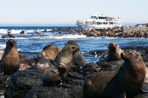 Phillip Island Seal-Watching Cruise - Darwin Holiday 5