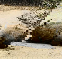 Phillip Island Penguin Parade Brighton Bathing Boxes and Wildlife Park Tour - Darwin Holiday