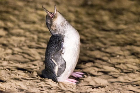 Phillip Island Penguin Parade, Brighton Bathing Boxes And Wildlife Park Tour - Darwin Holiday 5