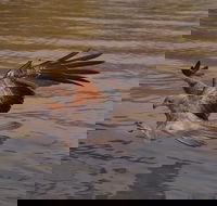 Litchfield and Jumping Crocodiles Full Day Trip from Darwin - Darwin Holiday
