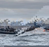 Sydney Whale-Watching by Speed Boat - Darwin Holiday