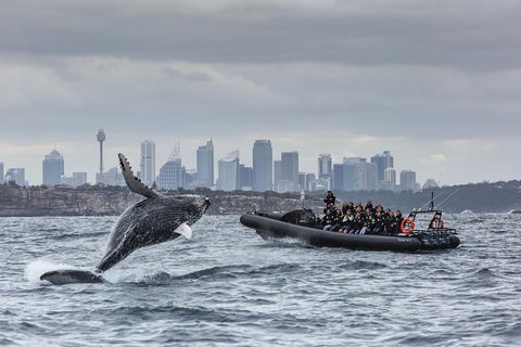 Sydney Whale-Watching By Speed Boat - Darwin Holiday 0