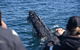 Sydney Whale-Watching By Speed Boat - thumb 3
