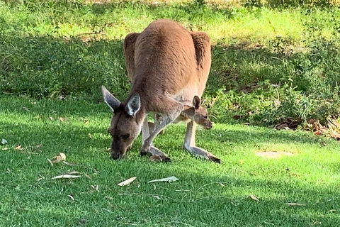 Pinnacles Day Trip From Perth Including Yanchep National Park - Darwin Holiday 4