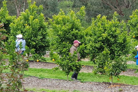 Dandenong Ranges And Rayners Orchard Tour From Melbourne - Darwin Holiday 2