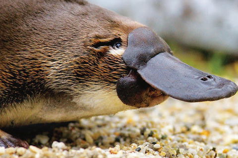 2 Day Great Ocean Road Tour And Platypus Paddle - Darwin Holiday 3