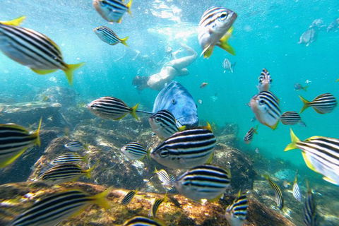 Manly Snorkel Trip And Nature Walk With Local Guide - Darwin Holiday 2