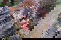 After Dark Tasmanian Devil Feeding Tour at Cradle Mountain