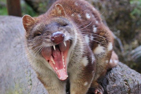 After Dark Tasmanian Devil Feeding Tour At Cradle Mountain - Darwin Holiday 0