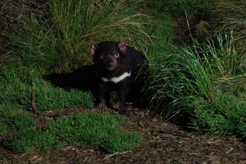 After Dark Tasmanian Devil Feeding Tour At Cradle Mountain - Darwin Holiday 4
