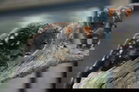 Sunset Experience, Cradle Mountain