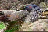 Day Keeper Tour, Cradle Mountain