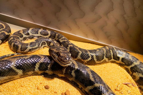 Pinnacles Desert (Private) Day Tour - Darwin Holiday 1