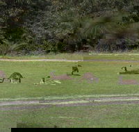 Yanchep  Lancelin - Wildlife Cave And Sands - Darwin Holiday