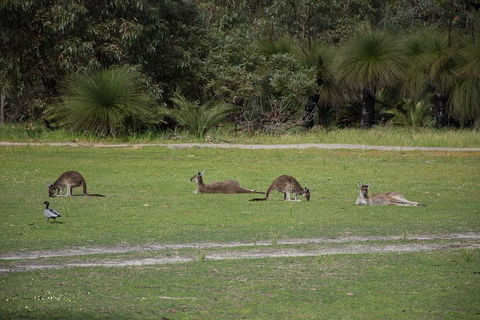 Yanchep & Lancelin - Wildlife, Cave And Sands - Darwin Holiday 0