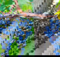 Yarra Valley Dandenong Ranges inc. lunch with wineplus morning teachocolate - Darwin Holiday